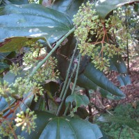 Smilax perfoliata Lour.